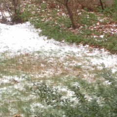 i like that you can see it (girlpool cover)