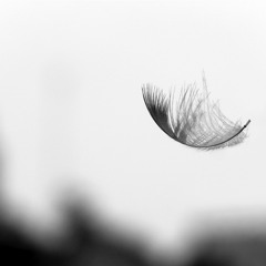 Feather (pour Mon Père)