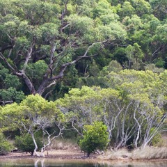 Coastal Forest Soundscape, Yuraygir NP, NSW, Australia