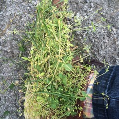 he she me by devonte hynes and neneh cherry