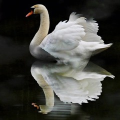 Le Cygne (The Swan) by  Camille Saint-Saëns.