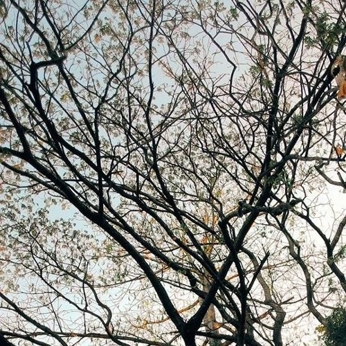 Branches Above