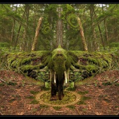 Kyo - Wild Forest - djset