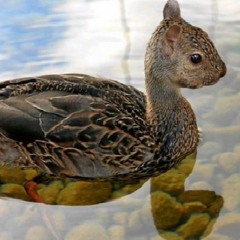 Squirruck