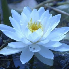 Defazed - Blue Lotus - Turbo-Glitch VIP Mix (Clip)