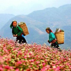My Kool Vietnam - Thanh Bui