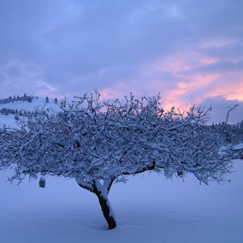 As the Snow Falls