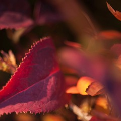 Jam InQi-TeKa Carlo Cattano