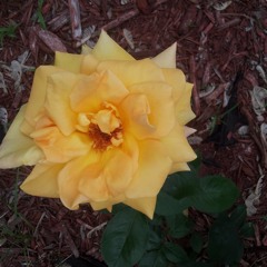 Triny Y La Leyenda - Hasta Que Te Decidas (360p)