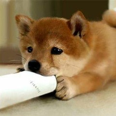 摇头曲___BooM !!!