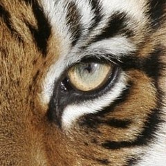 Al Ross & Yakz - Eye Of The Tiger (ECTO'S ADHD VIP)