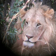 Majestic As Fuck Vol. 2