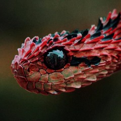 Viper