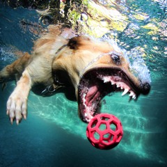 Doggy (Spacey Pooch Mix)