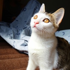 M0m I Hate to say Good night.............