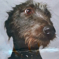 Happy Dog Jan14