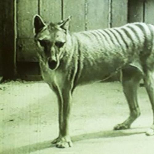 Jak Tripper x Aoi - Thylacine