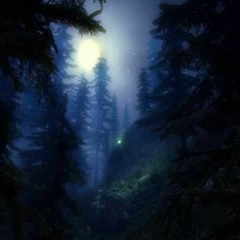 Evening Forest