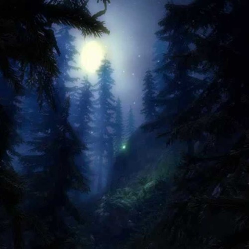 Evening Forest
