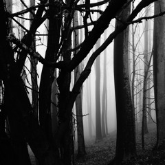 Sympathy For Silence