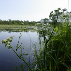 Field recording. Soomaa natural park. Estonia. 26th mai 2014