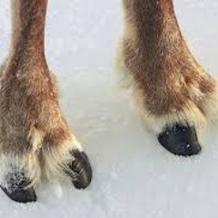 Devilment (They’re Dancing Down In Tooreen)