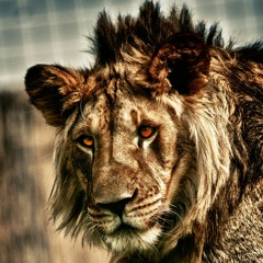 Lion Heart ( Prod by Jungle)