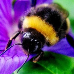 The Bumblebee (Cemetery)