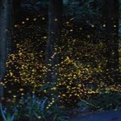 Firefly(Acoustic)- Cliff Reynolds