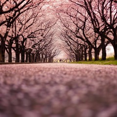 Among The Trees In Blossom
