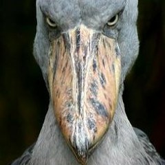 Slaughterhouse Insurrection