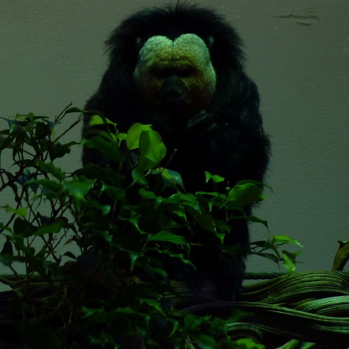 Atomuhr - Three Hour Set LP