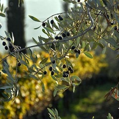 Margo's Olive Vine