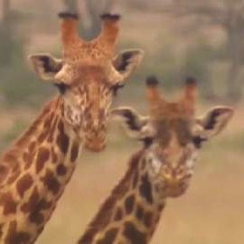The Giraffe Can Sprint (6K)