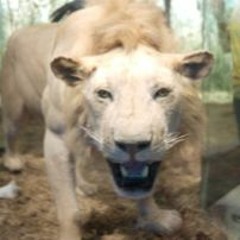 You're A Winner Cameo Lossless