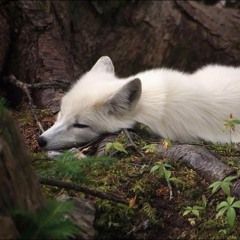 DeepCosmo - Zdravstvui, Vecher