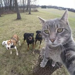 Teach you how to do it