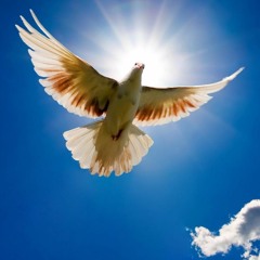 ivanetty-flight of lark