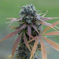 Curing-FuDanClan(prod. Aksestos)