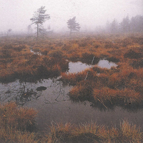 Fog