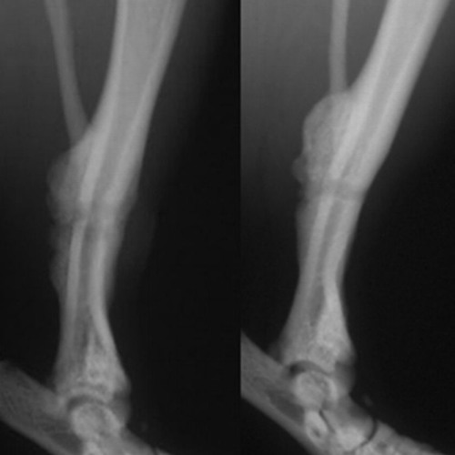 Callus