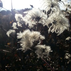 Jakob Schauer & Peter Bittermann - Clematikel