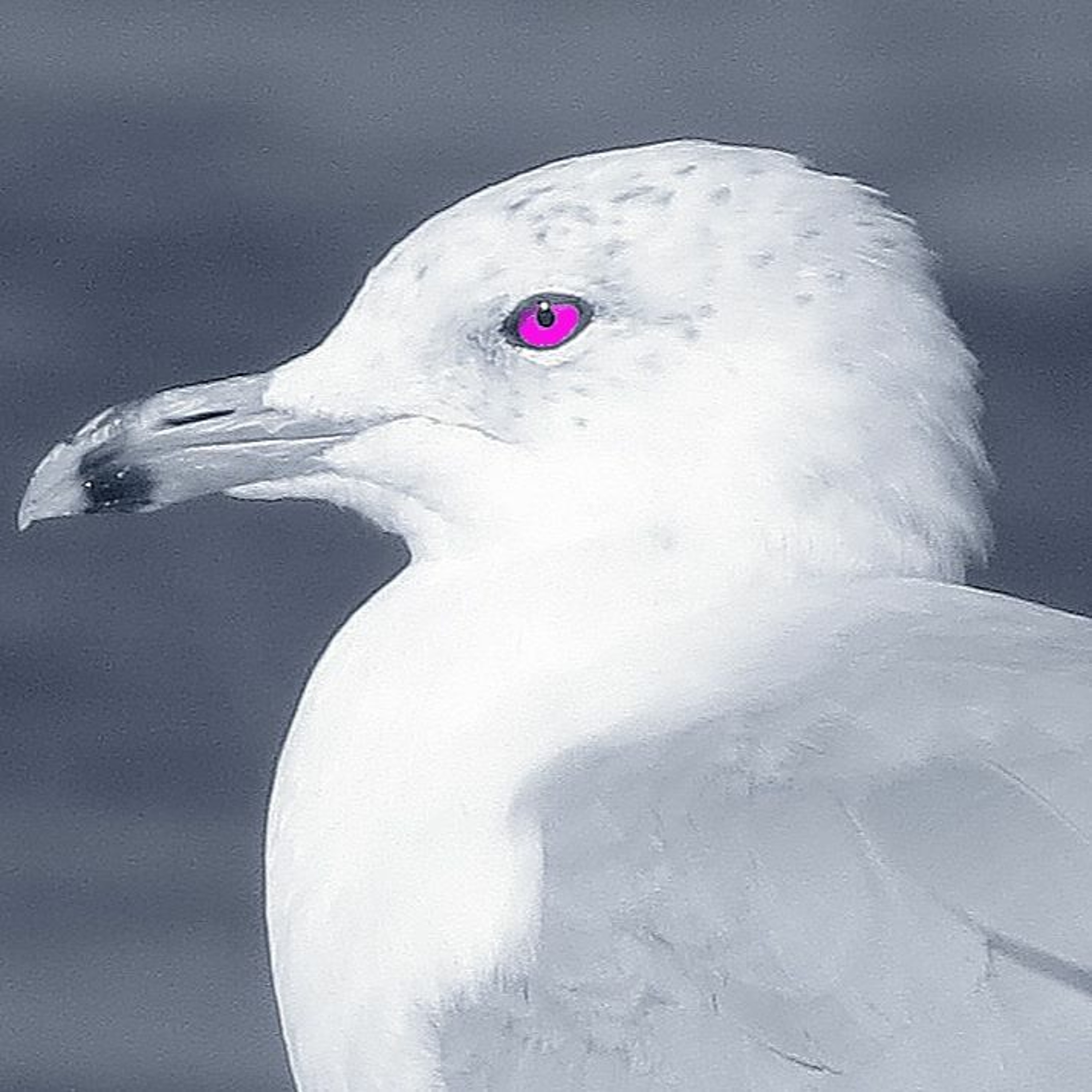 Organic seagull episode artwork