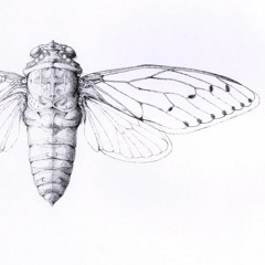 Cicada Exscensio