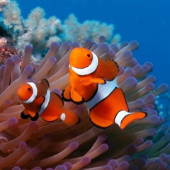 Diviners feat. Contacreast - Tropic Love (NCS Release)