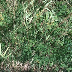 Spherical Cow In A Vacuum 19 - 01 - 2016