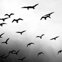 Same Red, Same Gray (rough draft)