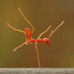 Firewalker (breakers' remix)