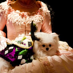 A Pomeranian Lives Upstairs