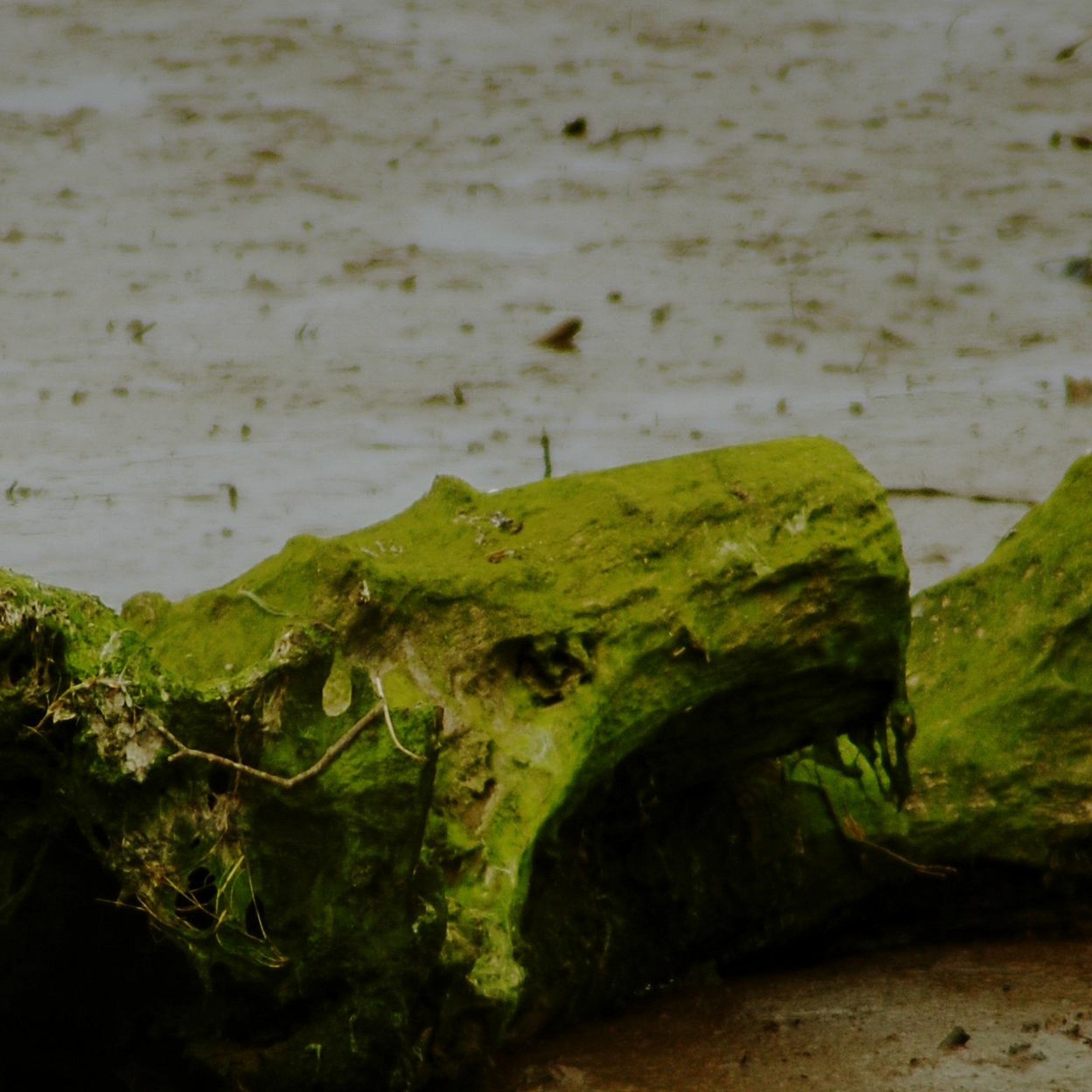 Driftwood (draft) episode artwork
